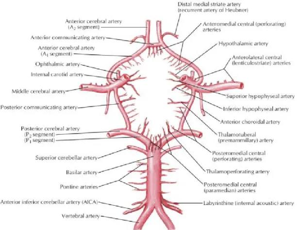 Figure 1.1: Main structure of the cerebrovascular anatomy and the CoW (from Atlas of  Human Anatomy Sixth Edition by Dr