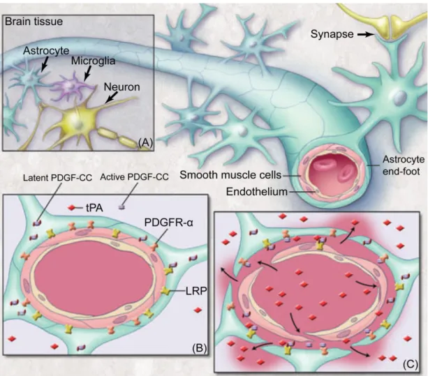 Figure 1.4: Neurovascular unit (NVU): (A) components of the NVU, (B) precapillary  arteriole  with  intact  NVU  and  (C)  response  of  the  NVU  to  focal  cerebral  ischemia