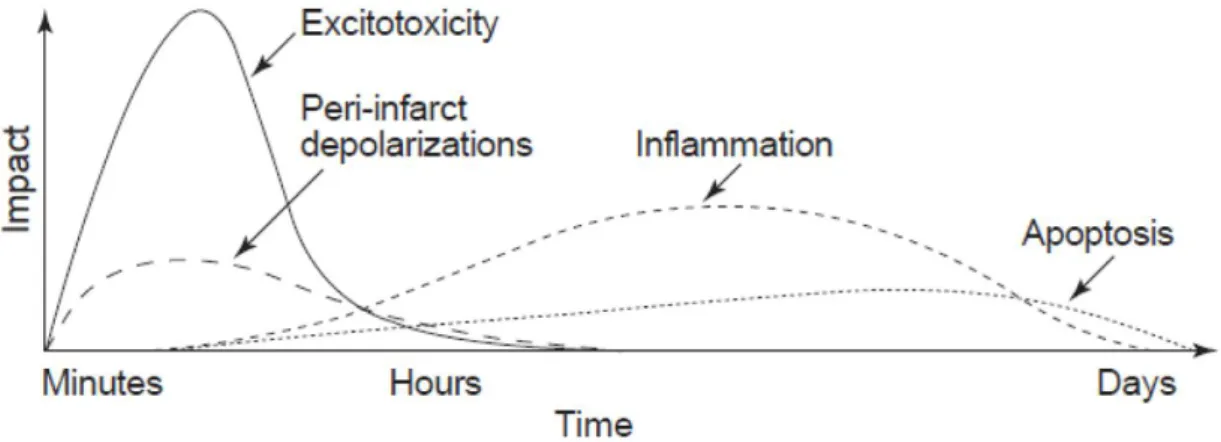 Figure 1.6: The evolution and putative impact of each element of the cascade in focal  cerebral ischemia [Dirnagl et al