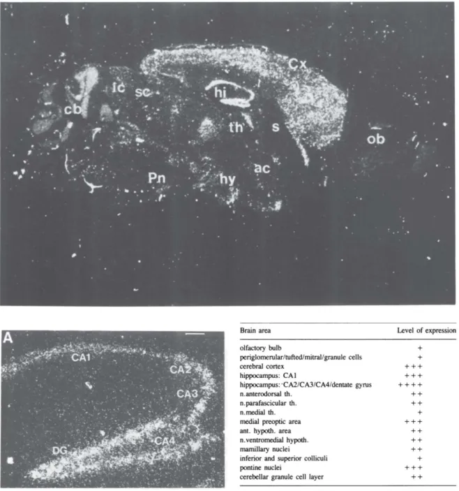 Figure 4. Expression de BDNF dans le cerveau de souris adulte.  