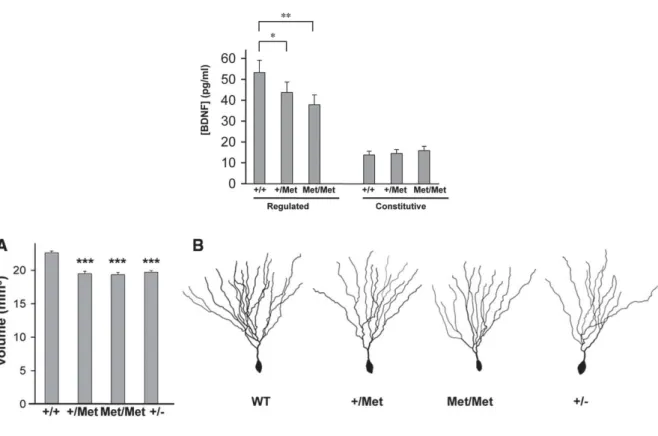 Figure  11.  Conséquences  du  polymorphisme  Val66Met  sur  la  sécrétion  du  BDNF  et  la  morphologie  neuronale