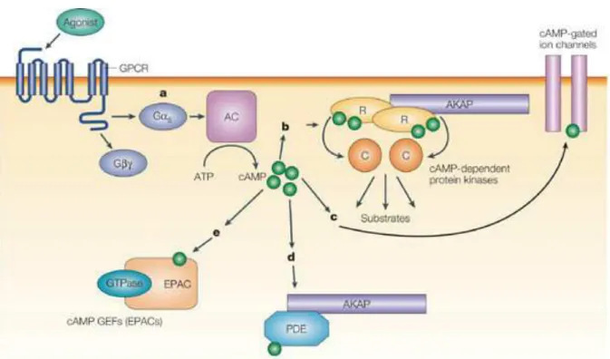 Figure 14. Mécanisme d'activation de PKA par l’AMP cyclique.  