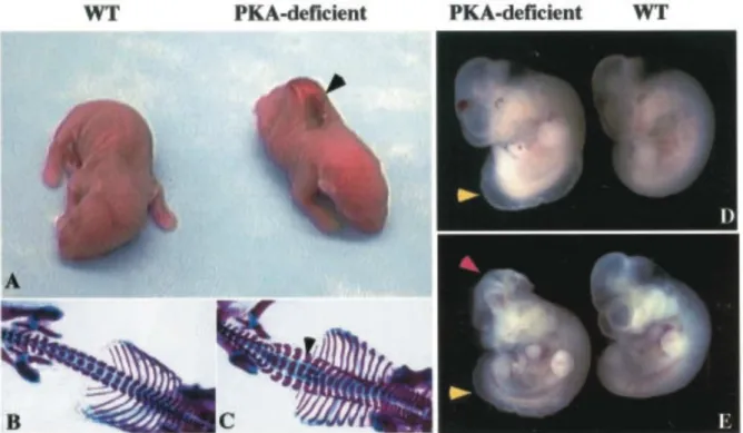 Figure 15. Les souris PKA knock-out ont des défauts de développement du tube neural de type Spina  Bidifa