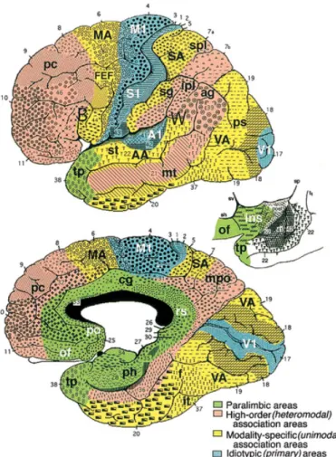 Figure 1.1 – Cartographie fonctionnelle cérébrale. Distribution fonctionnelle corticale en 5 zones superposées à la parcellisation cytoarchitectonique de Brodmann comprenant 52 aires corticales