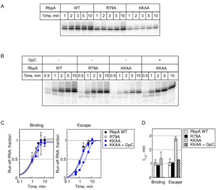Figure 7. Effect of mutations in RbpA-BL on the kinetics of RPo formation and promoter escape
