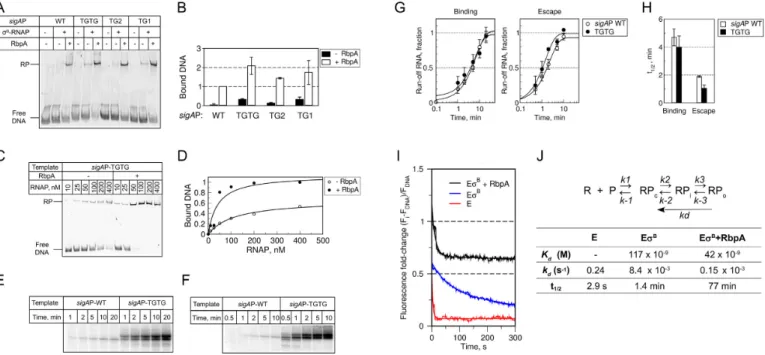 Figure 2. RbpA stabilizes open promoter complexes at the extended − 10 promoter. (A) EMSA analysis of the promoter complex formation using ␴ B - -MtbRNAP and fluorescein-labeled sigAP promoter variants