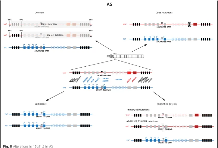 Fig. 8 Alterations in 15q11.2 in AS