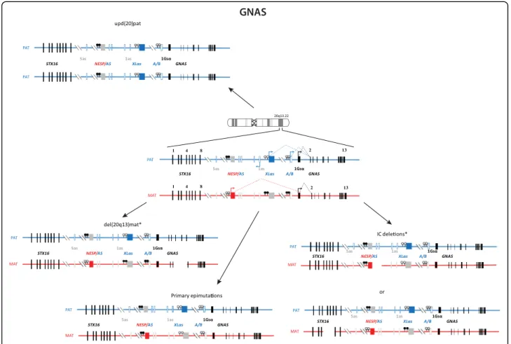Fig. 9 Organization and imprinting of the complex GNAS locus at 20q13.22, causing PHP