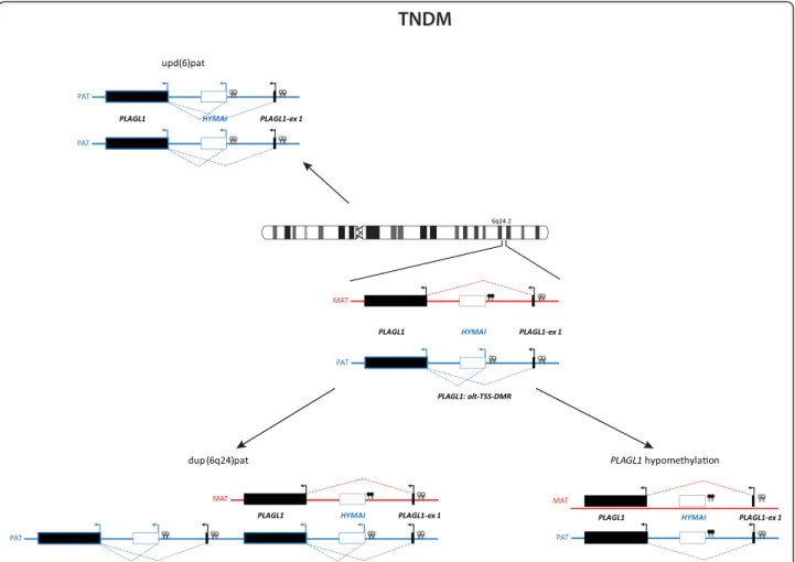 Fig. 1 PLAGL1 imprinted region on chromosome 6q24, altered in TNDM. The currently known imprinted loci associated with one of the known IDs