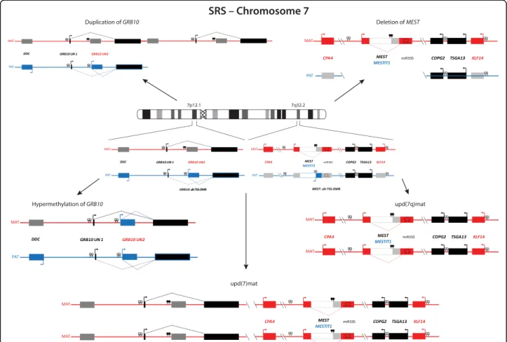 Fig. 2 The loci GRB10 in 7p12.1 and MEST in 7q32, affected by (segmental) upd(7)mat or chromosomal imbalances in SRS