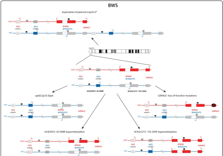 Fig. 4 Epimutations and mutations in 11p15.5 are also responsible for BWS