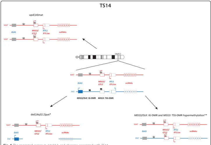 Fig. 5 The imprinted region in 14q32.2, and changes associated with TS14