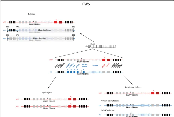 Fig. 7 The imprinted region in 15q11.2 and PWS. UBE3A encodes an E3 ubiquitin-protein ligase which is expressed exclusively from the maternal allele in human fetal brain and in adult frontal cortex