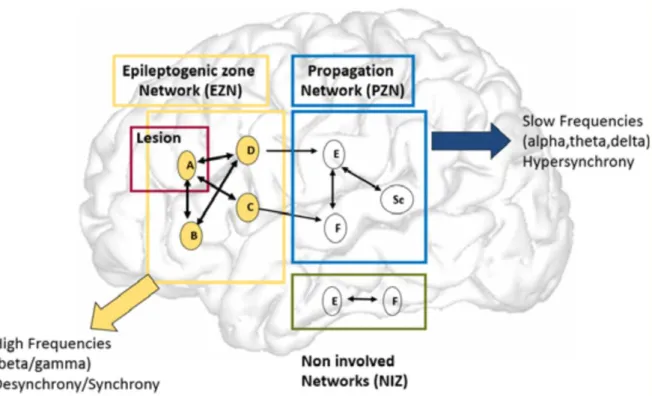 Fig. 1 Le concept de réseaux en épilepsie focale. Les régions (A, B, C, D), fortement épileptogènes, constituent le réseau  responsable  de l'initiation de  la crise (apparition d'oscillations rapides)