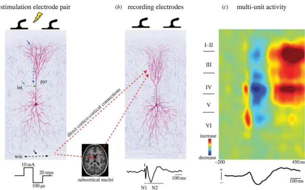 Fig.  8  Mécanismes  de  génération  des  PECC  (en  ECoG).  (a)  Haut :  Une  stimulation  électrique  peut  activer  les  dendrites  pyramidales (flèche bleue), les interneurones (flèche verte) ou les axones pyramidaux (flèche noire)