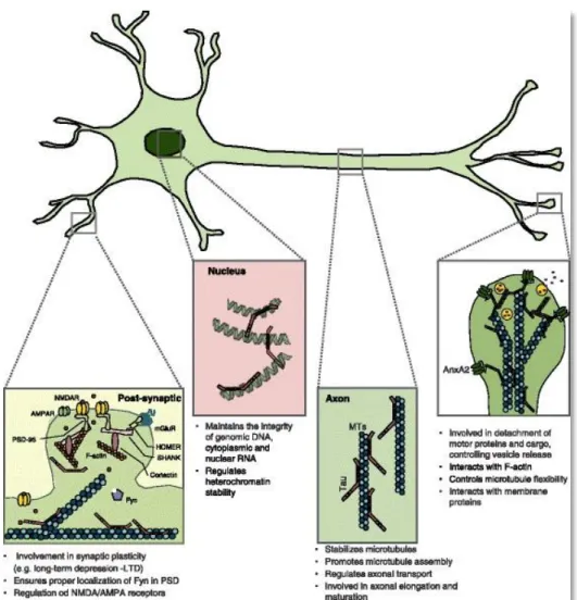 Figure 7: Identified functions and localisations of Tau in neurons (adapted from Sotiropoulos et al., 2017)
