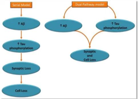 Figure 9: Two Hypothesized Models Linking Core Features of Alzheimer’s Disease (adapted from Small and Duff, 2008)