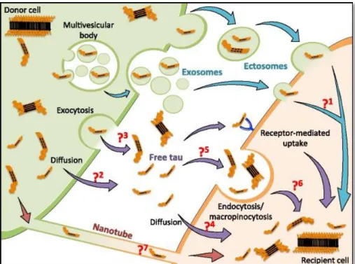 Figure  10:  Different  pathways  identified  for  Tau  propagation  (adapted  from  Mudher  et  al.,  2017)