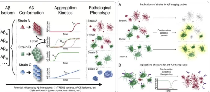 Figure  11:  Self-propagating  conformational  strains  of  Aβ  in  AD  and  their  potential  impact  on  diagnostic  tools  and  treatments  (adapted  from  Condello  et  al.,  2017)