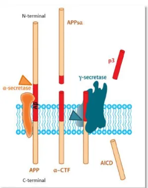 Figure  13:  The  non-amyloïdogenic  pathway  (adapted  from  O’Brien  and  Wong,  2011)