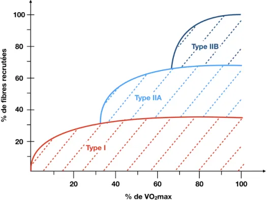 Figure 1.3: Pourcentage et nature des fibres musculaires recrutées en fonction de l’intensité de l’effort (exprimé en pourcentage d’utilisation de la VO2max).