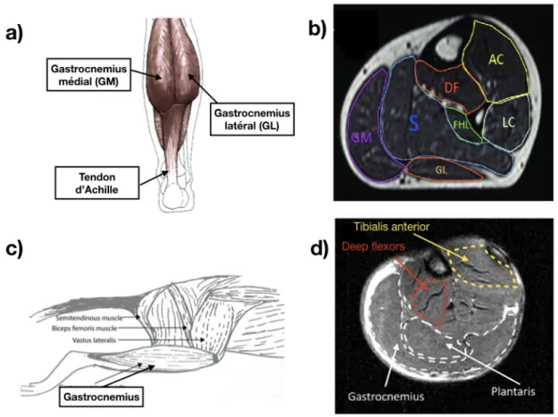 Figure 1.4: Anatomie des muscles des muscles de l’extrémité distale des membres in- in-férieurs chez l’homme et le rat