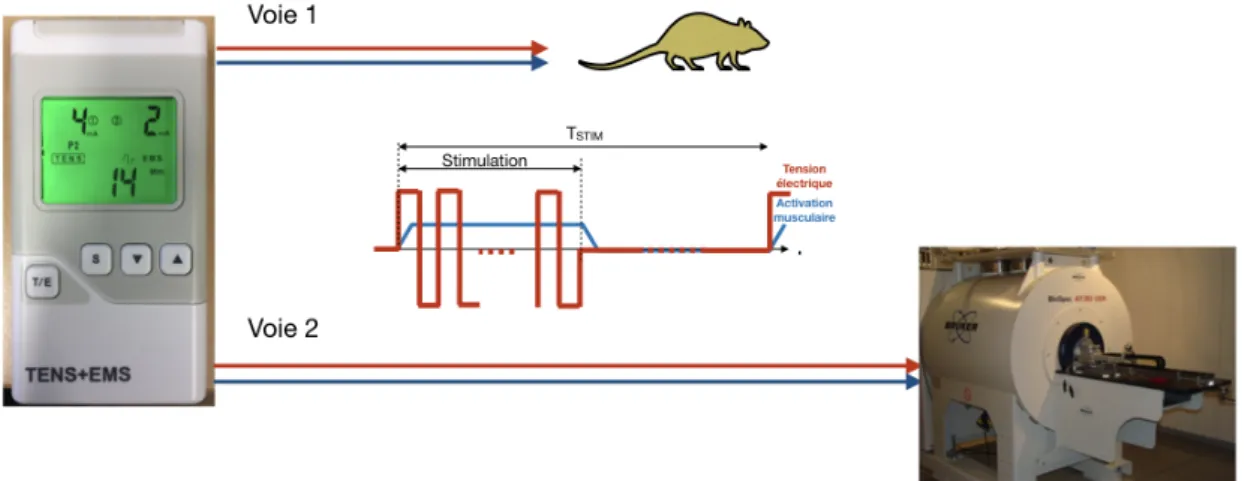Figure 4.2: Schéma de principe de synchronisation entre l’électrosimulateur et l’imageur.