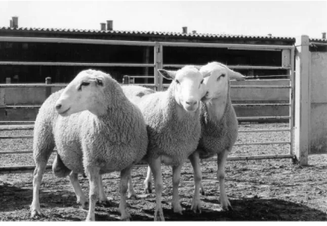 Figure 1 : Moutons de race Romane 