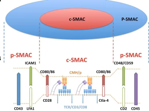 Figure 3 :  O rganisation de la synapse immune  L T  C D8/ APC.  Vue en plan (A) et en coupe  (B) 