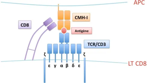 Figur e 4 : Structure du T C R et inte ractions avec les compl exes C M H-I/p 