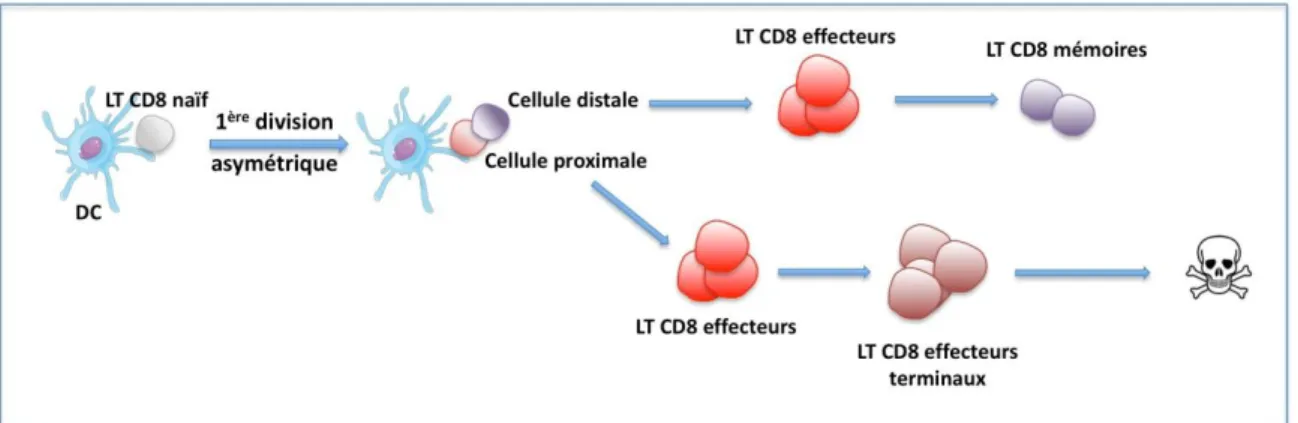 Figur e 8 : Modèle de diff érenciation de Chang et Reine r 