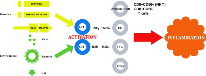 Figure 1: Summary of Pathogenesis of Behçet Disease*  CD4+ Cytotoxic T cell TregsTh17Th1 CD8+CD56+ (NKT)CD8+CD56-gdT cellsH L A– B51* 01SNP IL&amp;12R IL23RSNP IL&amp;10GeneticsEnvironmentVirusCD4+ACTIVATIONBacteria HSP INFγ TNF$αIL#8IL#21 INFLAMMATION