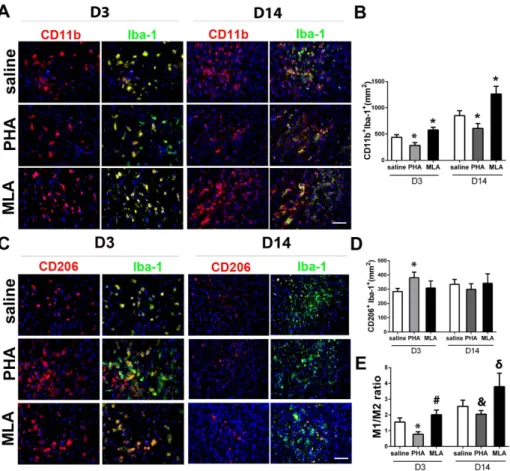 Figure 5. PHA decreased pro-inflammatory microglia/macrophages (M1). A: Representative images of M1 (CD11b + Iba-1 + ) staining