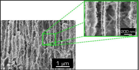 Figure III-16. Photographies MEB  en coupe d‟une membrane d‟alumine poreuse après procédé de synthèse hydrothermal  assisté par ultra-sons