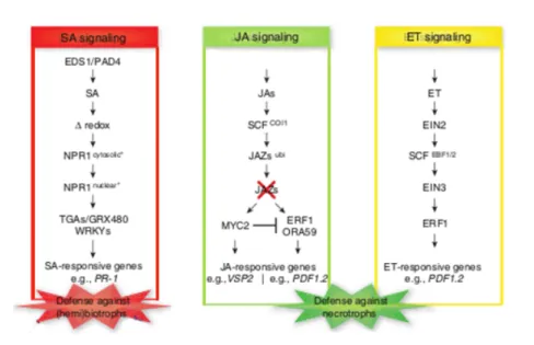 Figure  15  –  Voies de signalisation SA, JA et ET impliquées dans les stress biotiques chez  Arabidopsis thaliana