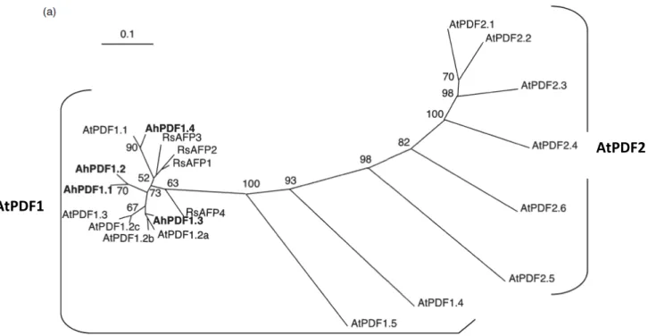Figure  19  –  Arbre  phylogénétique  des  ADNc  de  défensines  AhPDF1  et  AtPDF1  (extraite  de  Mirouze et al., 2006) 