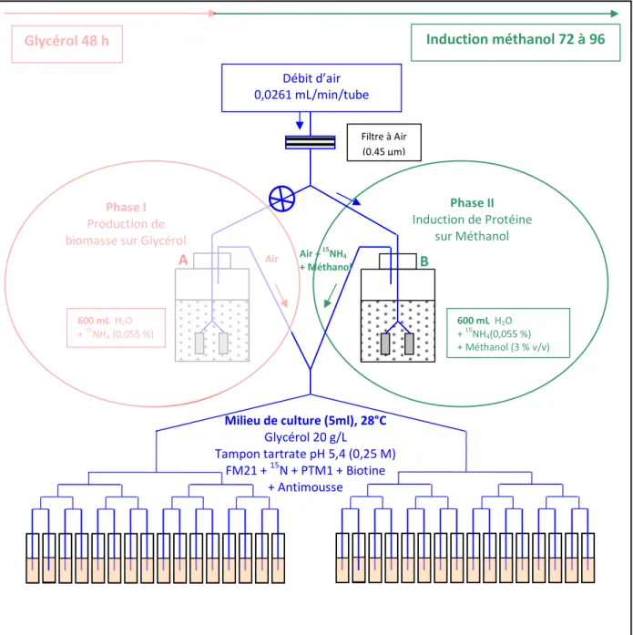 Figure 35 – Schéma de fonctionnement du blastulor (Phase II : Induction de la protéine) B Filtre à Air  (0,45 µm) Débit d’air 0,0261 mL/min/tube      Air   600 mL  H2O + 15NH4(0,055 %)  + Méthanol (3 % v/v) 600 mL  H2O + 15NH4 (0,055 %) Phase I Production 