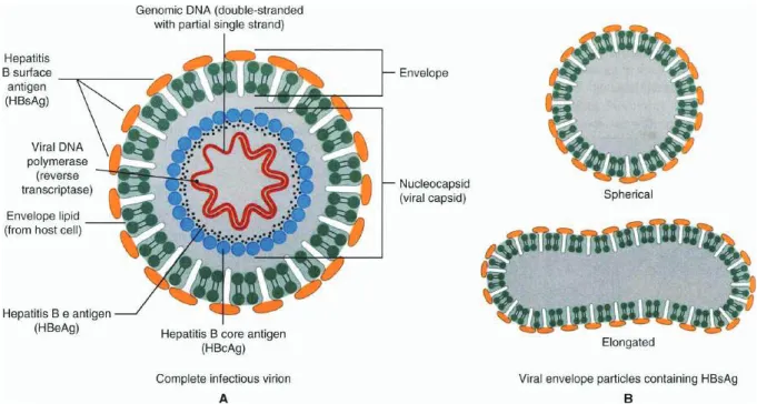 Figure 2: Structure du virion HBV (A) et des particules HBsAg (B) (de Nester EW: Microbiology: 