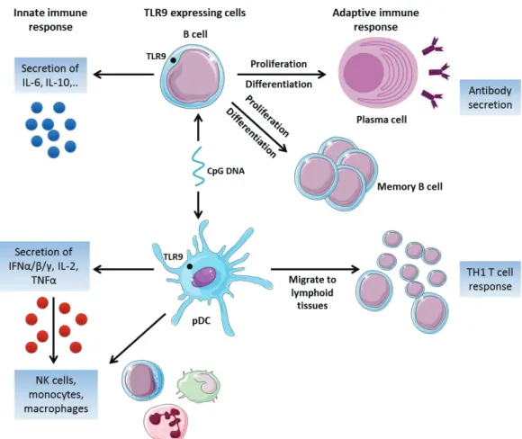 Figure 14: Activation des cellules B et pDCs exprimant le TLR9. 