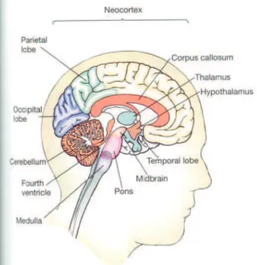 Figure 2 : vue schématique des différents noyaux de l’hypothalamus.  