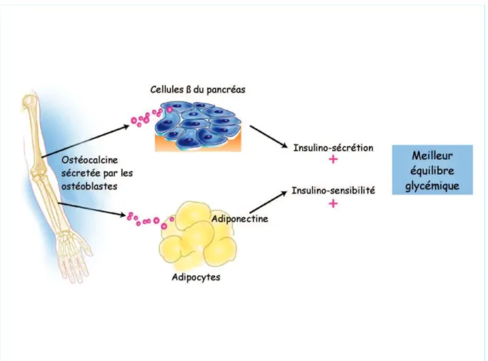 Figure 6 : l’ostéocalcine est une hormone osseuse qui, régule le métabolisme  énergétique en agissant simultanément sur l’insulinosécrétion et l’insulinosensibilité
