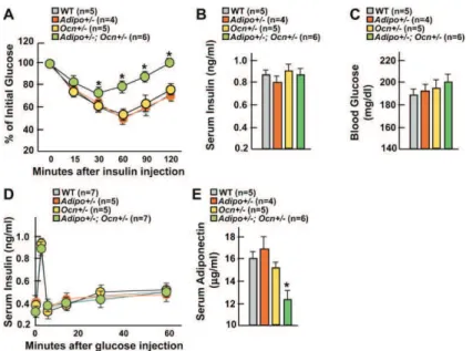 Figure 6. Osteocalcin Regulates Insulin Sensitivity via Adiponectin