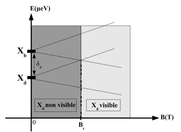 Fig. 3.9 – Evolution des niveaux d’énergies de l’exciton noir X d et de l’exciton brillant X b en fonction du champ magnétique B en configuration Faraday.
