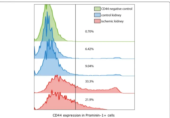 Figure 4 Expression of CD44 by prominin-1 + cells in a suspension of dissociated cells from control and ischemia reperfusion injured kidneys