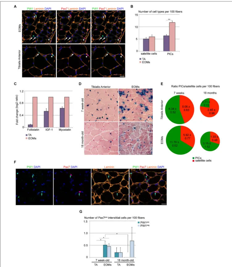 FIGURE 1 | Wild-type EOM stem cell niche is intrinsically different from limb muscles