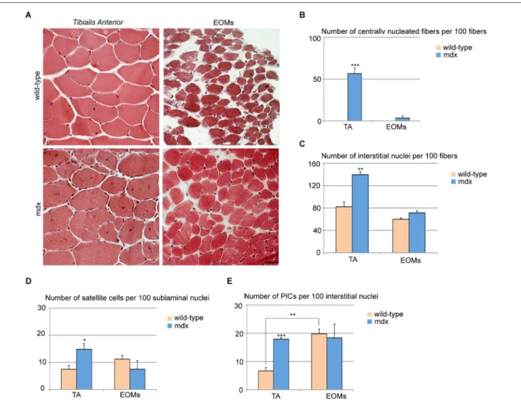 FIGURE 2 | Extraocular muscles from mdx and wild-type mice exhibit a similar muscle stem cell niche