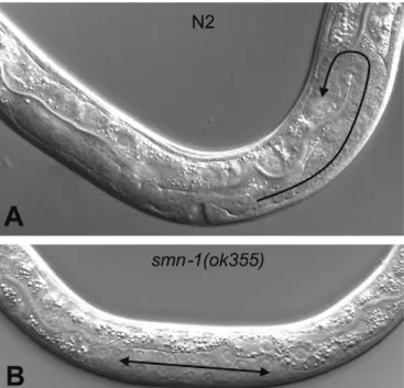 Figure 3. Gonad migration defects in C. elegans smn-1(ok355) mutants. (A) In N2 wild-type hermaphrodites the gonad folds back during the L4 stage and develops in a U-shaped manner