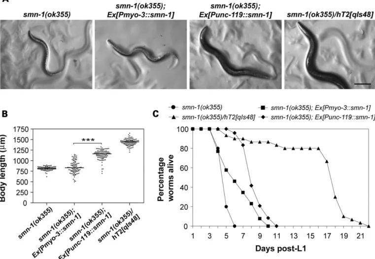 Figure 7. Neuronally expressed smn-1 partially rescues the C. elegans smn-1(ok355) phenotype