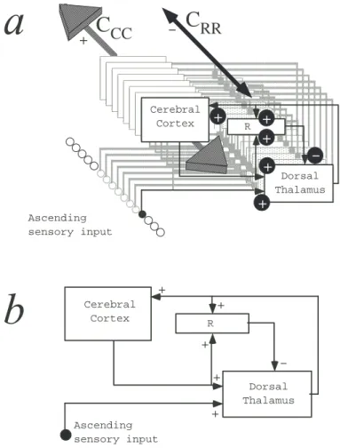 Fig. 1. (a) A functional scheme of the modular organisation of the typical thalam- thalam-ocortical sensory pathway (somatosensory, visual, sensory)