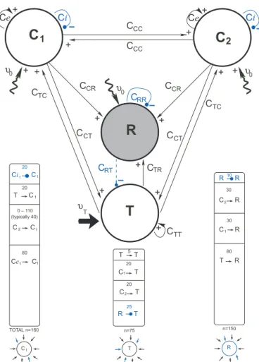 Fig. 2. Circuit layout. The sign at the arrow tip indicate the effect of the connec- connec-tion either excitatory (+) or inhibitory (+)